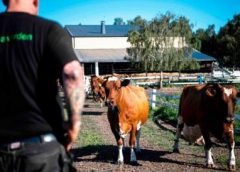 குற்றத்தைக் குறைக்கும் `திறந்தவெளிச் சிறை’ - ஸ்வீடன் அரசின்