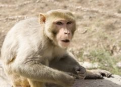 பாக்பத்: உத்தரப் பிரதேசம் மாநிலத்தில் உள்ள பாக்பத் பகுதியை சேர்ந்தவர் தரம்பால் சிங்(72).வீட்டின் அருகிலுள்ள வனப்பகுதியில் விறகு பொறுக்கிக்கொண்டிருந்தார். அங்கு குரங்குகள் வசித்து வந்தது .இவரை பார்த்த அந்த குரங்குகள் செங்கற்களை வைத்து தாக்கியது .இதில் படுகாயமடைந்த தரம்பால் சிங் மருத்துவமனையில் சிகிச்சை பலனின்றி இறந்தார். தரம்பால் சிங்கின் குடும்பத்தினர் காவல் நிலையம் சென்று தரம்பால் சிங்கின் இறப்பிற்கு காரணமான குரங்குகள் மீது வழக்கு செய்ய கூறினார்கள் . ஆனால் குரங்குகள் மீது முதல் தகவல் அறிக்கை( எப்.ஐ.ஆர்) பதிவு செய்ய இயலாது என்று காவல் அதிகாரிகள் தெரிவித்துள்ளனர்.இதனால் குடும்பத்தினர் காவல் துறை உயர் அதிகாரிகளுக்கு கடிதம் எழுத தீர்மானித்துள்ளனர்.