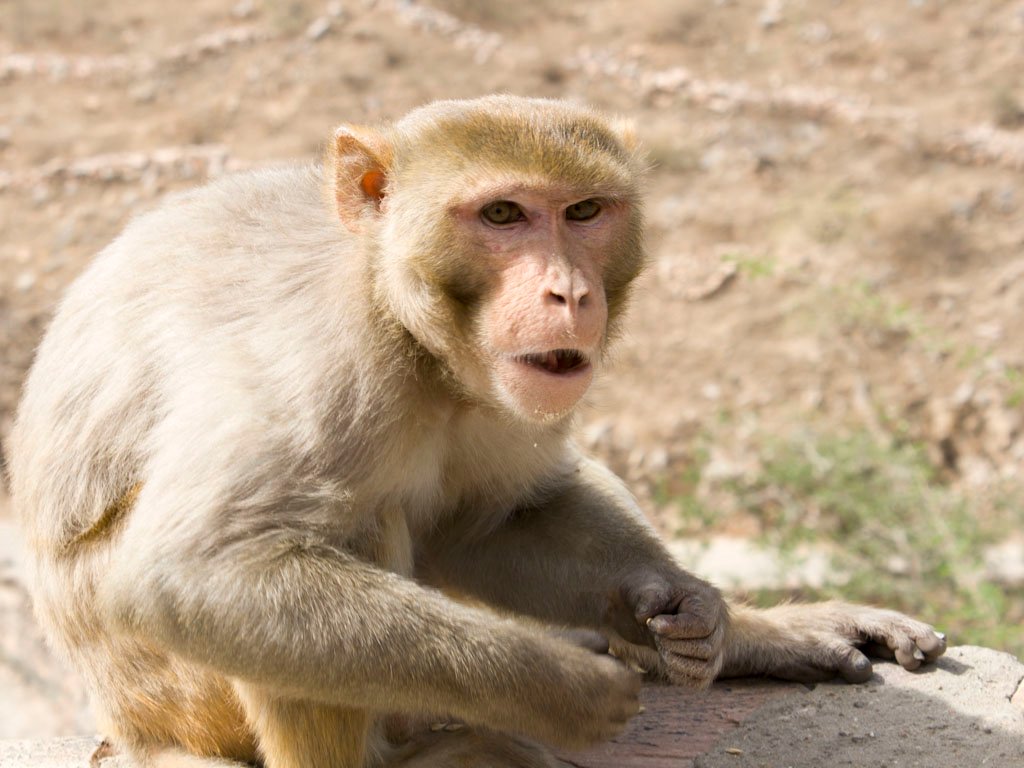 பாக்பத்: உத்தரப் பிரதேசம் மாநிலத்தில் உள்ள பாக்பத் பகுதியை சேர்ந்தவர் தரம்பால் சிங்(72).வீட்டின் அருகிலுள்ள வனப்பகுதியில் விறகு பொறுக்கிக்கொண்டிருந்தார். அங்கு குரங்குகள் வசித்து வந்தது .இவரை பார்த்த அந்த குரங்குகள் செங்கற்களை வைத்து தாக்கியது .இதில் படுகாயமடைந்த தரம்பால் சிங் மருத்துவமனையில் சிகிச்சை பலனின்றி இறந்தார். தரம்பால் சிங்கின் குடும்பத்தினர் காவல் நிலையம் சென்று தரம்பால் சிங்கின் இறப்பிற்கு காரணமான குரங்குகள் மீது வழக்கு செய்ய கூறினார்கள் . ஆனால் குரங்குகள் மீது முதல் தகவல் அறிக்கை( எப்.ஐ.ஆர்) பதிவு செய்ய இயலாது என்று காவல் அதிகாரிகள் தெரிவித்துள்ளனர்.இதனால் குடும்பத்தினர் காவல் துறை உயர் அதிகாரிகளுக்கு கடிதம் எழுத தீர்மானித்துள்ளனர்.