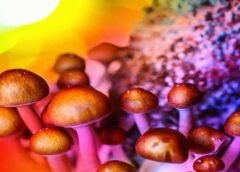 மேஜிக் காளான் களை கடத்தியதாக கொடைக்கானலில் 5 பேர் கைது